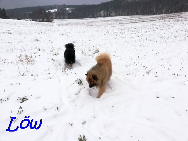 18.1.2021 - Über Stock und Schnee